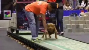 Питбуль тянет 1 тонну (сильный питбуль)