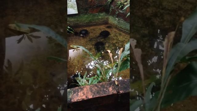 Terrapins/Turtles fighting смотреть онлайн