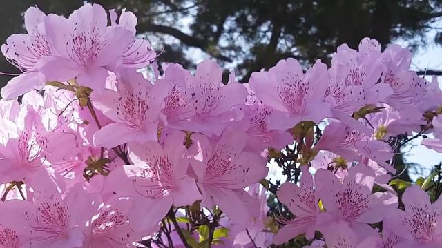 beautiful flowers|colourful flowers|amazing movement of flowers смотреть онлайн