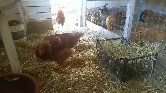 Куры/Что делать если куры не несутся летом? смотреть онлайн