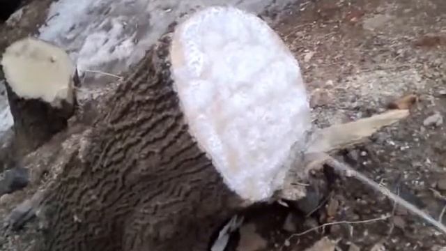 Аэрозольный садовый вар - большой пенек