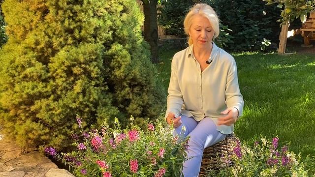 Самый красивоцветущий летний цветок!сохранить на следующий сезон!(Украина) смотреть онлайн