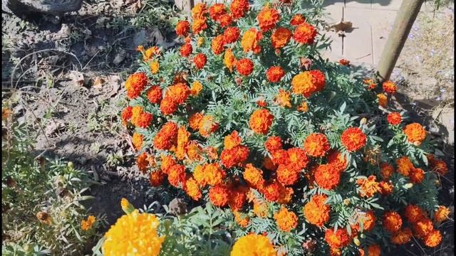 Славянск 19 сентября 2023 Михайлово чудо смотреть онлайн