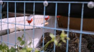 Содержание перепелов в клетках на улице