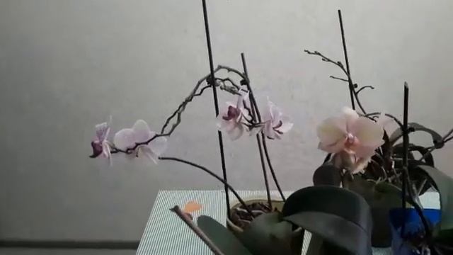 Догляд за орхідеями з IAROS смотреть онлайн