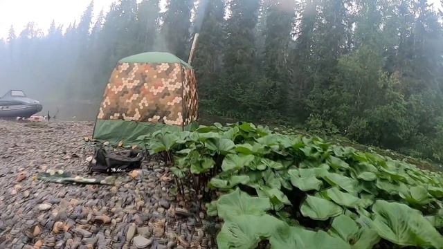 Тайга тайговая Тис смотреть онлайн