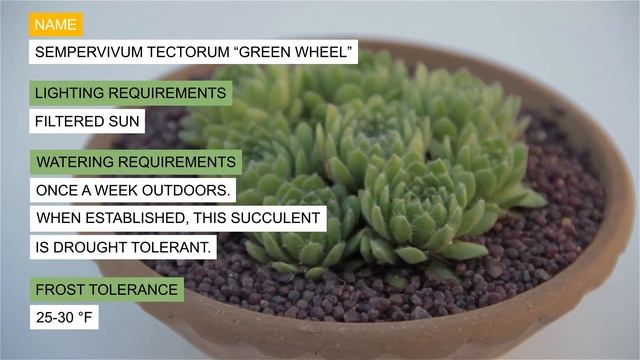 Sempervivum tectorum “Green Wheel” смотреть онлайн