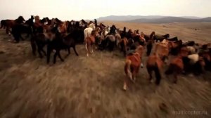 Табун лошадей