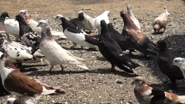 Бакинские голуби Идриса в Ленкорани! смотреть онлайн