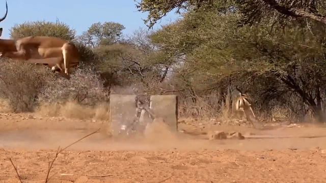 African Archery Impala Hunt with the Mathews Brotherhood смотреть онлайн