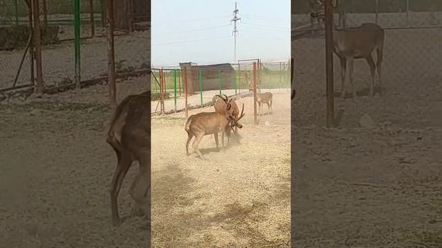 наглядная демонстрация зачем надо пилить рога на ферме смотреть онлайн