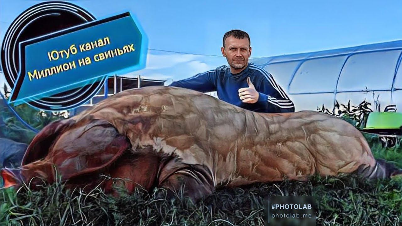 Ежедневный влог о свиноводстве ‼️Сколько трачу в неделю на корма‼️ Новое пополнение поросят ‼️ смотреть онлайн