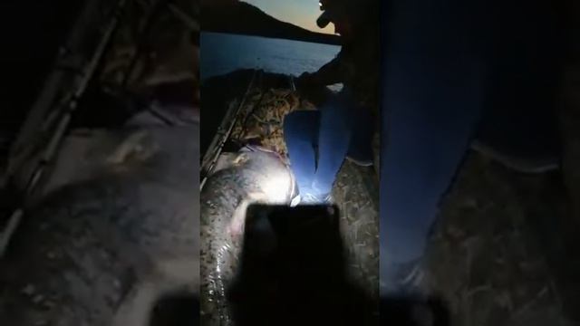 Рыбак из Ульяновска поймал 105-килограммового сома смотреть онлайн