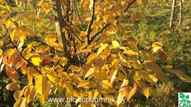 Поздние сорта груши Патен (Глубокская, Талгарская красавица, Белорусская поздняя)