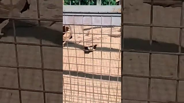 Корсак. Норный зверёк, рода лисиц. смотреть онлайн
