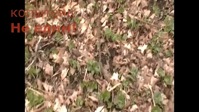 Едим дикоросы. Весна. Foraging. Spring. смотреть онлайн