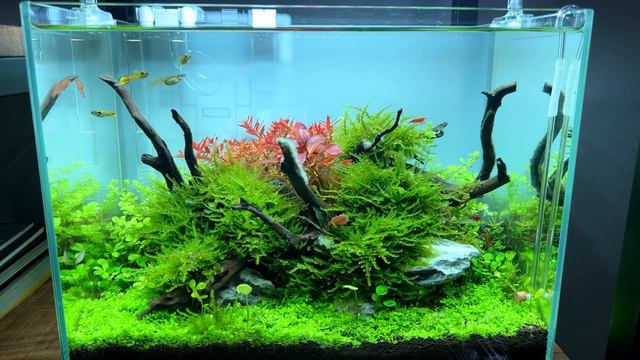 CHEAP DIRT vs EXPENSIVE AQUASOIL 2 MONTH UPDATE! смотреть онлайн