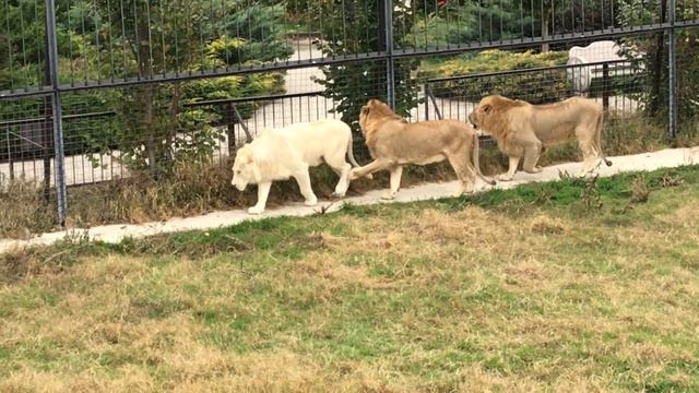 Игривые молодые львы на львином пляже! Тайган Playful young lions on the lion's beach! Taigan смотреть онлайн