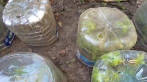 Как укоренить черенки Калины Бульденеж.