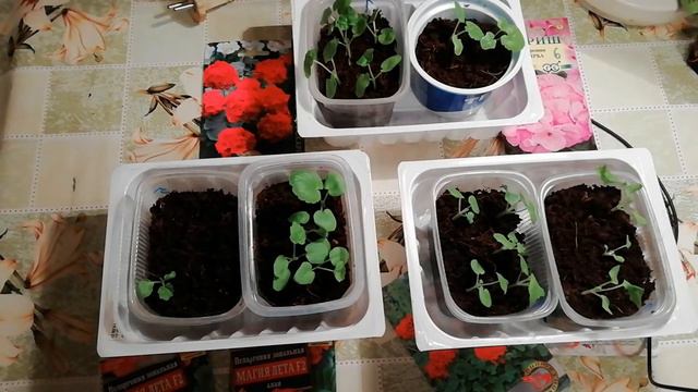 ПЕРВЫЕ ВСХОДЫ ПЕЛАРГОНИИ. ЧТО ДЕЛАЕМ ДАЛЬШЕ? ВЫРАЩИВАНИЕ ПЕЛАРГОНИИ ИЗ СЕМЯН. смотреть онлайн