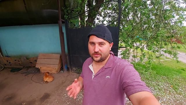 Сдал телят смотреть онлайн