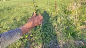 Долгожданные ивы