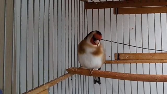 Зерноядные певчие птицы смотреть онлайн