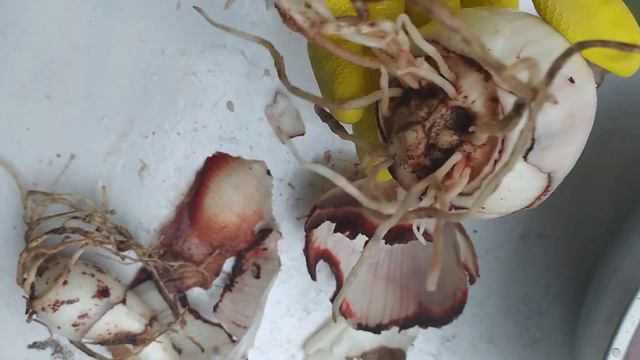 LOS CUIDADOS Y CARACTERISTICAS DE HIPPEASTRUM PAPILIO смотреть онлайн