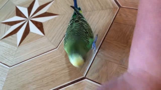 волнистик бегает за тряпкой