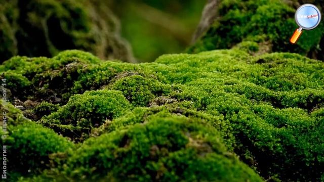 Биология 5 класс (Урок№14 - Высшие споровые растения.) смотреть онлайн