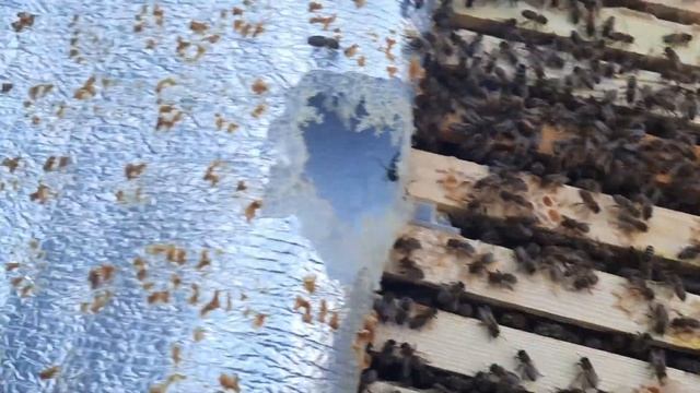 Как сделать сильный ?отводок.12.06.21 смотреть онлайн