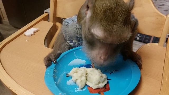 обезьяна и пюре?(Семён и без ложки может,но интеллигентно)#monkey#petmonkey#mukbang#обезьяна#макака