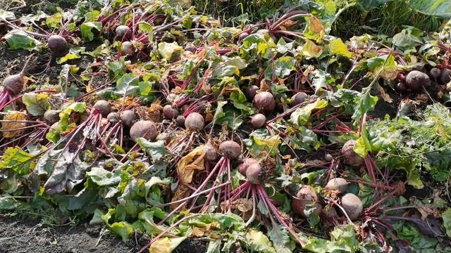 Уборка урожая моркови и свеклы. Подготовка их к длительному хранению. смотреть онлайн