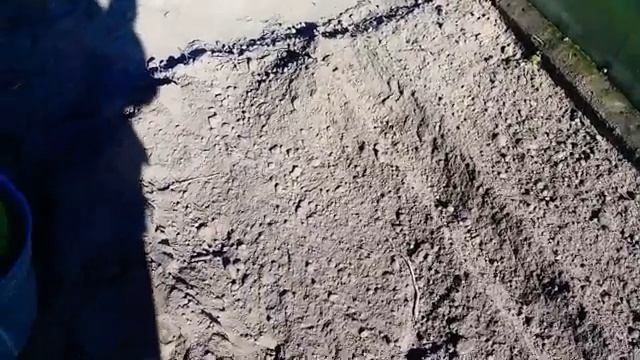 Посадка деток чеснока Рокамболь. смотреть онлайн