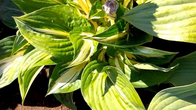 #хостаСтинг / Хоста Стинг ( лат. Sting). Цветение .