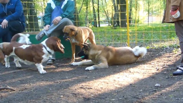 Заводила Бо))) смотреть онлайн