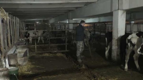 Работа на ферме .Откорм быков .Чистка навоза .Farm work .Fattening of bulls .Manure cleaning