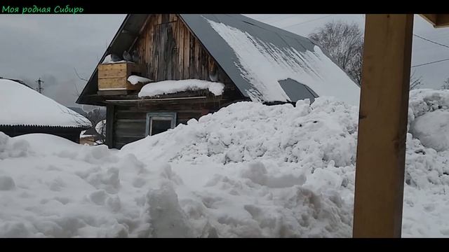 Гусак Гошка со своей гусыней летят ко мне! Другой гусак, Гошкин сынок,  подрался с Яшкой!