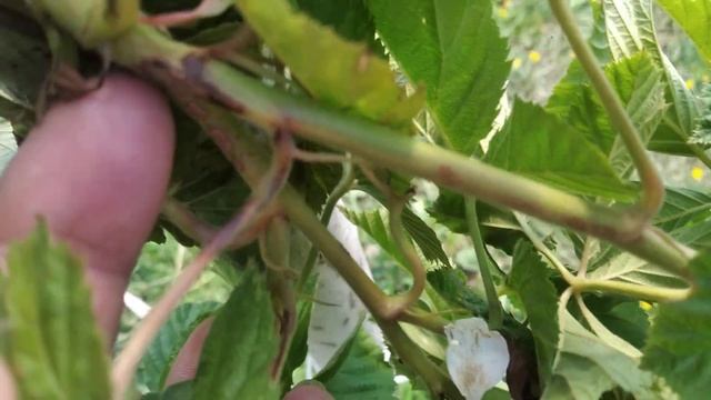 ежевика Холлс Бьюти, изучаю особенности сорта,Ивановская обл смотреть онлайн