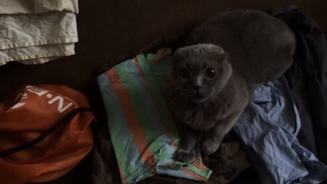 Злой котик:( смотреть онлайн