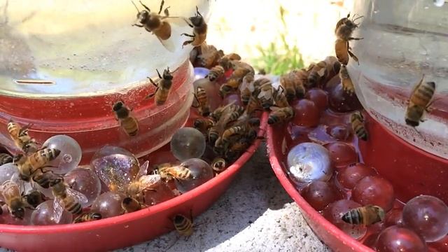 Dollar Mtn Apiaries - Groovy Bees смотреть онлайн