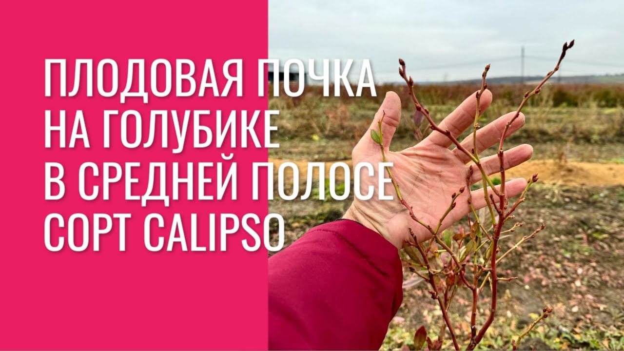 Плодовая почка на голубике в средней полосе. Сорт Calipso. смотреть онлайн