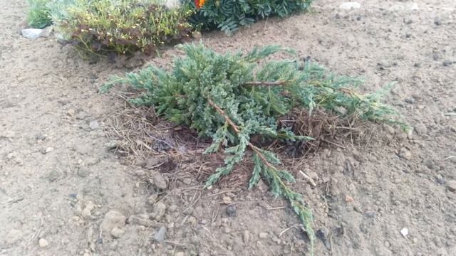 Хвойные растения в моём саду смотреть онлайн