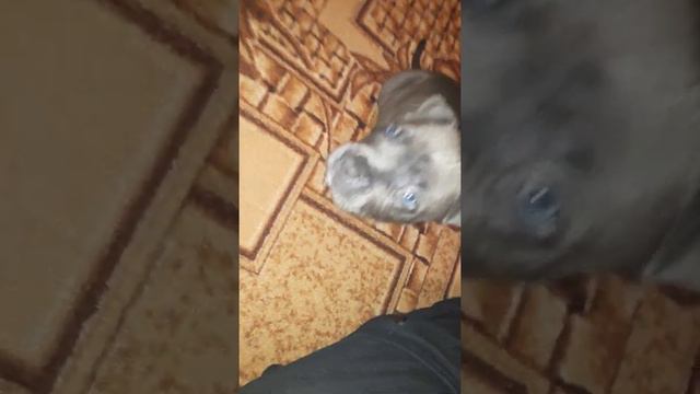 голубой питбуль смотреть онлайн