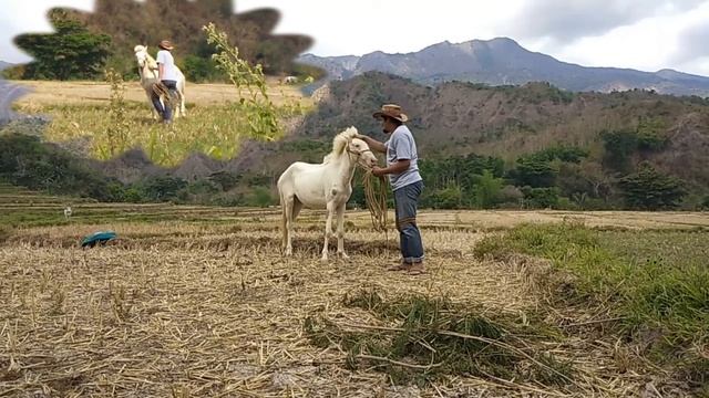 How To Train A Wild Horse (The Last Wild Horse Trainer) смотреть онлайн