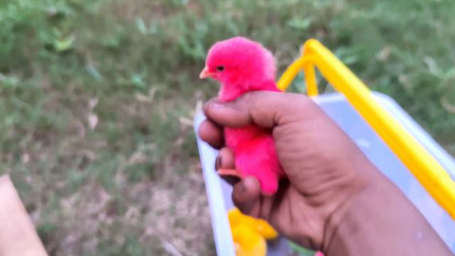 World Cute Chickens, Colorful Chickens, Rainbow Chickens,Ducks,Cute Cats,Rabbits,Animals Cute #177 смотреть онлайн