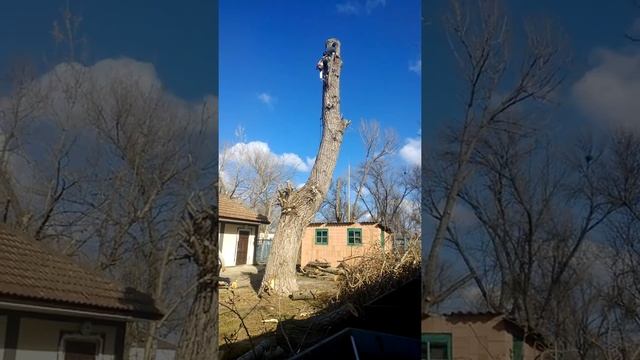 убираем тополь смотреть онлайн