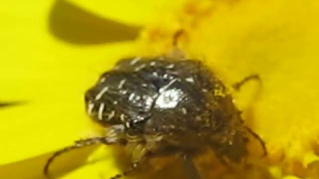 Oxythyrea funesta (Poda 1761) смотреть онлайн