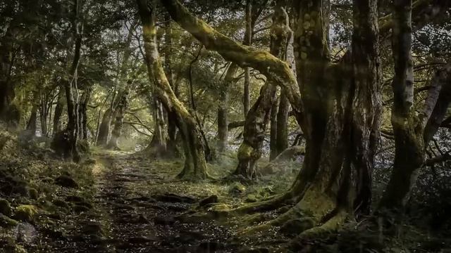 BRAVEHEART | Sons Of Scotland (rainy Forest Ambience)