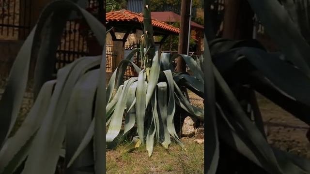 Century plant flower (Agave americana), not a Bonsai #Shorts смотреть онлайн